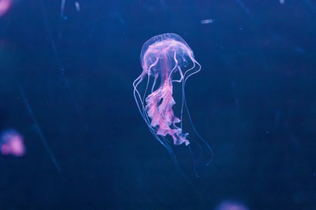 underwater photography jellyfish Chrysaora lactea, Milk Sea Nettle close-upの写真素材