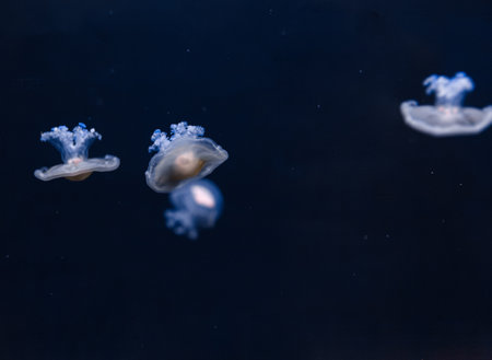 underwater photos of mediterranean jellyfish Cotylorhiza tuberculata close-upの写真素材