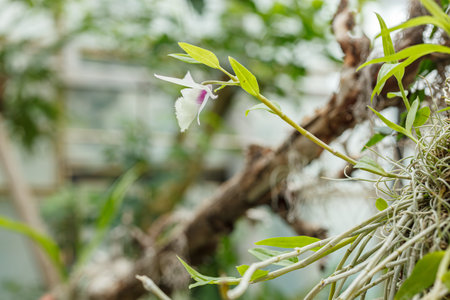 Beautiful blooming orchids of different colorsの写真素材