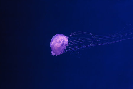 underwater photos of jellyfish chrysaora quinquecirrha jellyfish the Atlantic sea nettle close-upの写真素材