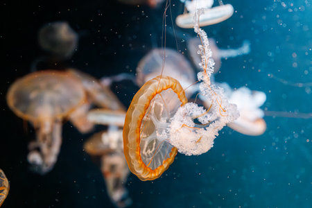 underwater photography jellyfish Chrysaora fuscescens, Pacific sea nettle, West Coast sea nettle close-upの写真素材