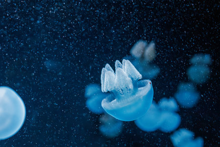 underwater photography jellyfish Blue Blubber Jelly close-upの写真素材