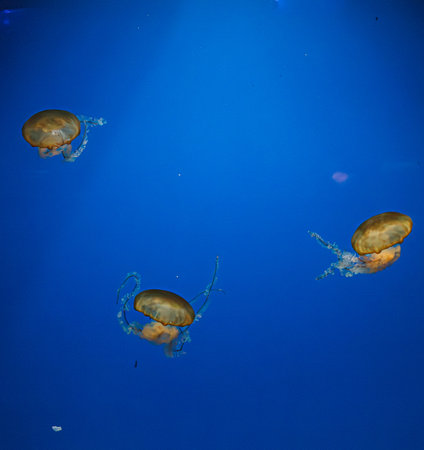 underwater photos of jellyfish chrysaora fuscescens jellyfish pacific sea nettle close upの写真素材