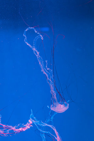 underwater photography jellyfish Purple striped jelly. Chrysaora colorata close-upの写真素材