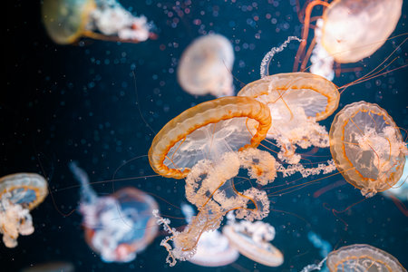 underwater photography jellyfish Chrysaora fuscescens, Pacific sea nettle, West Coast sea nettle close-upの写真素材