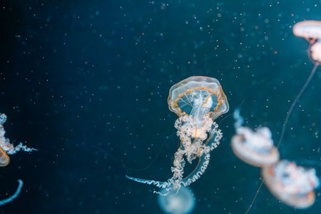 underwater photography jellyfish Chrysaora fuscescens, Pacific sea nettle, West Coast sea nettle...