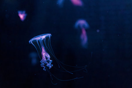 underwater photography jellyfish Chrysaora lactea, Milk Sea Nettle close-upの写真素材