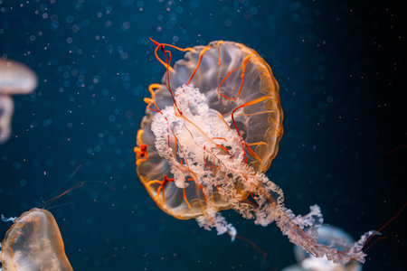 underwater photography jellyfish Chrysaora fuscescens, Pacific sea nettle, West Coast sea nettle close-upの写真素材
