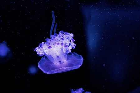 underwater photography jellyfish Cotylorhiza tuberculata, Mediterranean jellyfish close-upの写真素材