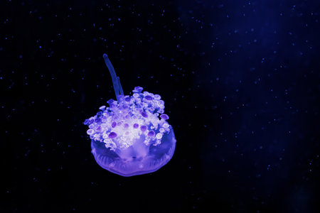 underwater photography jellyfish Cotylorhiza tuberculata, Mediterranean jellyfish close-upの写真素材