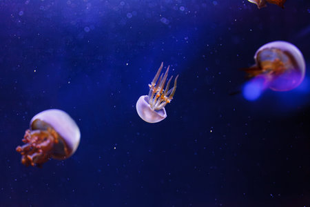underwater photos of jellyfish Rhopilema esculentum, Flame jellyfish close-upの写真素材