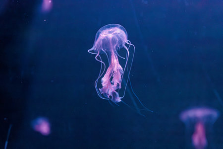underwater photography jellyfish Chrysaora lactea, Milk Sea Nettle close-upの写真素材