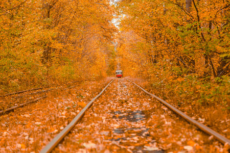 Autumn forest through which the tram travels, Kyiv and rails close-up