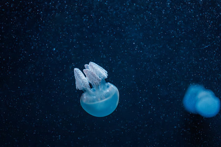 underwater photography jellyfish Blue Blubber Jelly close-up