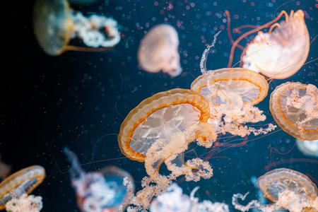 underwater photography jellyfish Chrysaora fuscescens, Pacific sea nettle, West Coast sea nettle...