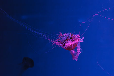 underwater photos of jellyfish chrysaora pacifica jellyfish japanese sea nettle close-up
