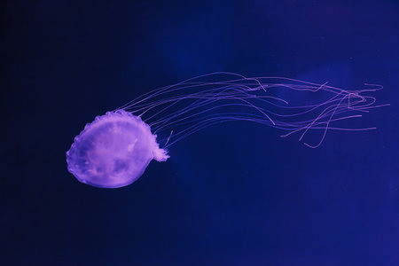 underwater photos of jellyfish chrysaora quinquecirrha jellyfish the Atlantic sea nettle close-upの写真素材