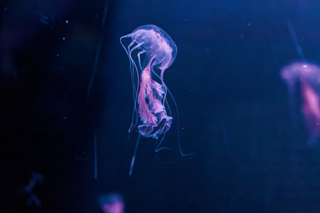 underwater photography jellyfish Chrysaora lactea, Milk Sea Nettle close-upの写真素材