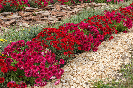 Beautiful chrysanthemum bushes yellow, red, white, pink colors close-upの写真素材