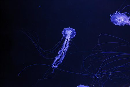 underwater photos of jellyfish chrysaora achlyos jellyfish black sea nettle close-upの写真素材