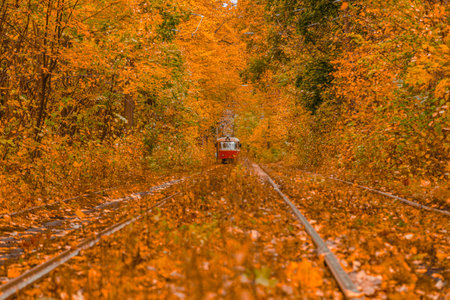 Autumn forest through which the tram travels, Kyiv and rails close-up