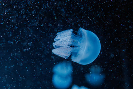 underwater photography jellyfish Blue Blubber Jelly, Catostylus mosaicus close-upの写真素材