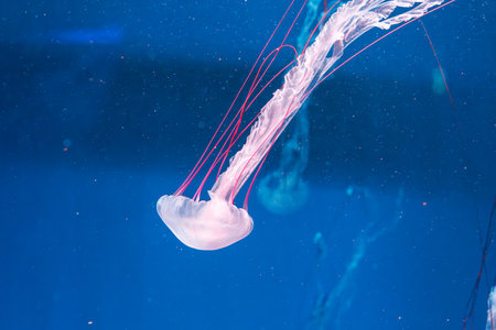 underwater photography jellyfish Purple striped jelly. Chrysaora colorata close-upの写真素材