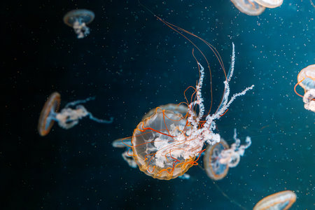 underwater photography jellyfish Chrysaora fuscescens, Pacific sea nettle, West Coast sea nettle close-upの写真素材