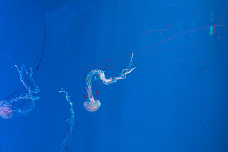 underwater photography jellyfish Purple striped jelly. Chrysaora colorata close-upの写真素材