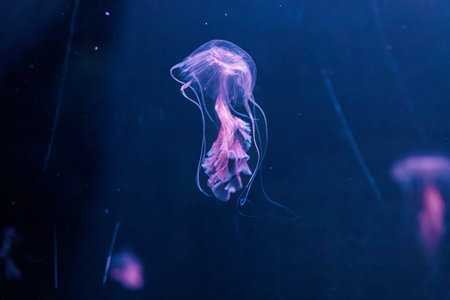 underwater photography jellyfish Chrysaora lactea, Milk Sea Nettle close-up