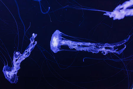 underwater photos of jellyfish chrysaora achlyos jellyfish black sea nettle close-upの写真素材