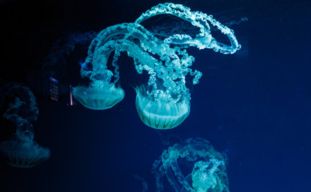 underwater photos of jellyfish chrysaora plocamia south america sea nettle close-up