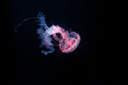 underwater photos of purple striped jelly chrysaora colorata close-upの写真素材