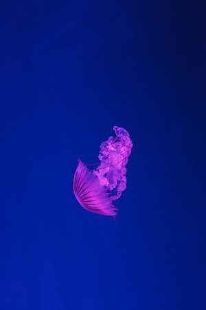 underwater shooting of beautiful Chrysaora hysoscella close upの写真素材