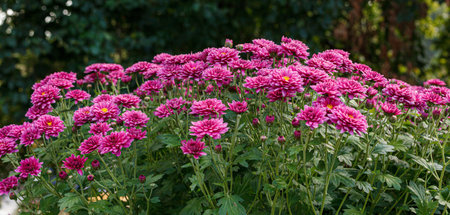 Beautiful chrysanthemum bushes yellow, red, white, pink, red colors close-upの写真素材