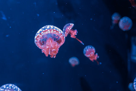 underwater photography jellyfish mastigias papua, spotted jelly, lagoon jelly, golden medusa close-upの写真素材