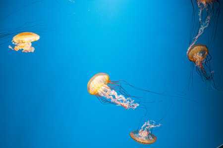 underwater photography jellyfish Chrysaora fuscescens, Pacific sea nettle, West Coast sea nettle close-upの写真素材