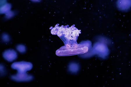 underwater photography jellyfish Cotylorhiza tuberculata, Mediterranean jellyfish close-upの写真素材