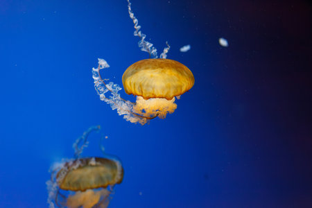 underwater photos of jellyfish chrysaora fuscescens jellyfish pacific sea nettle close upの写真素材