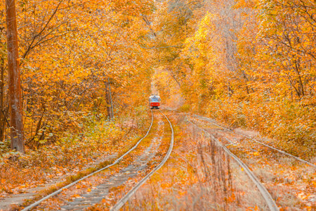 Autumn forest through which the tram travels, Kyiv and rails close-upの写真素材