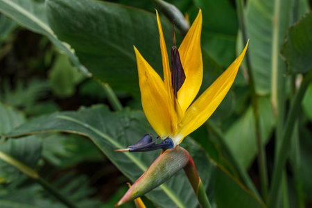 Flowering Strelitzia reginae plant in south africa close upの写真素材