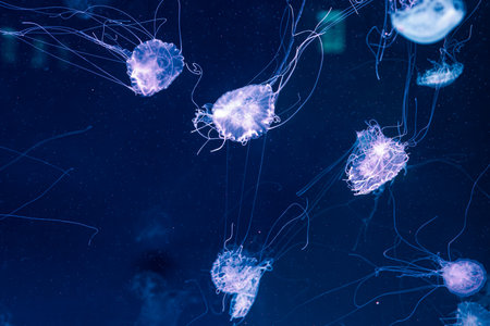 underwater photography jellyfish Chrysaora lactea, Milk Sea Nettle close-up