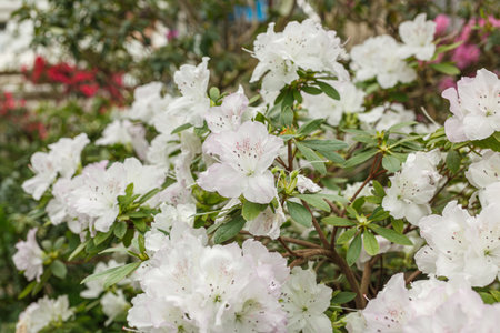 Beautiful blooming white Azalea bushes close upの写真素材