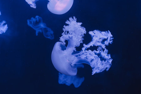 underwater photos of jellyfish marble jellyfish lychnorhiza lucerna close-upの写真素材