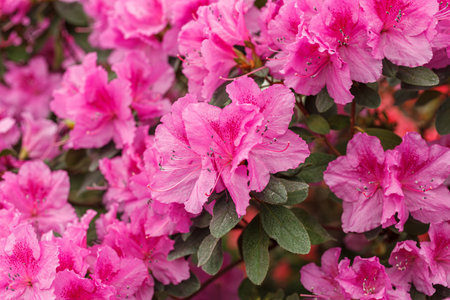 Beautiful blooming pink Azalea bushes close upの写真素材