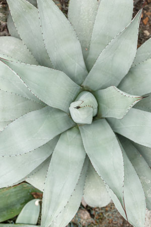 Exotic plant Agave americana Latifolia close-upの写真素材