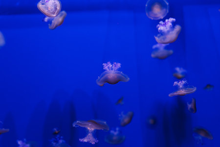 underwater photos of Mediterranean jellyfish, Cotylorhiza tuberculata close-upの写真素材