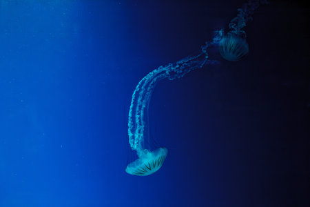 underwater photos of jellyfish chrysaora plocamia south america sea nettle close-upの写真素材