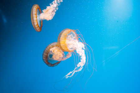 underwater photography jellyfish Chrysaora fuscescens, Pacific sea nettle, West Coast sea nettle close-upの写真素材