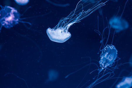 underwater photography jellyfish Chrysaora lactea, Milk Sea Nettle close-upの写真素材